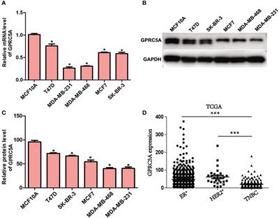 GPRC5A Is a Negative Regulator of the Pro-Survival PI3K/Akt Signaling Pathway in Triple-Negative Breast Cancer